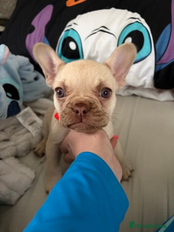 French Bulldog dogs - Advert 5