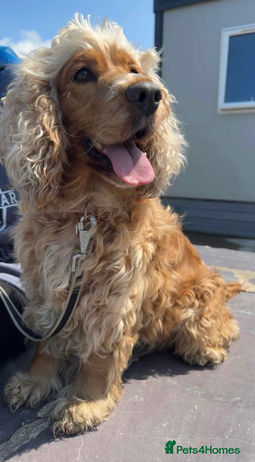 Cocker Spaniel dogs for sale: KC Show Type Cocker Spaniel Puppies  in Gaerwen - Advert 4