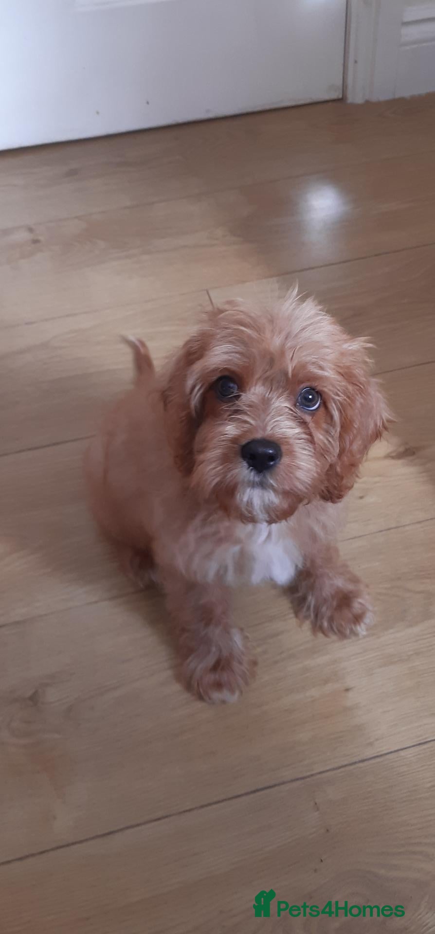 Cavapoo dogs Hello this is Bear - Advert 3