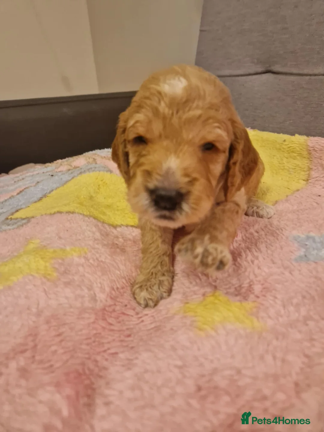 Cockapoo dogs for sale: F2 Cockapoo Puppies - Advert 29