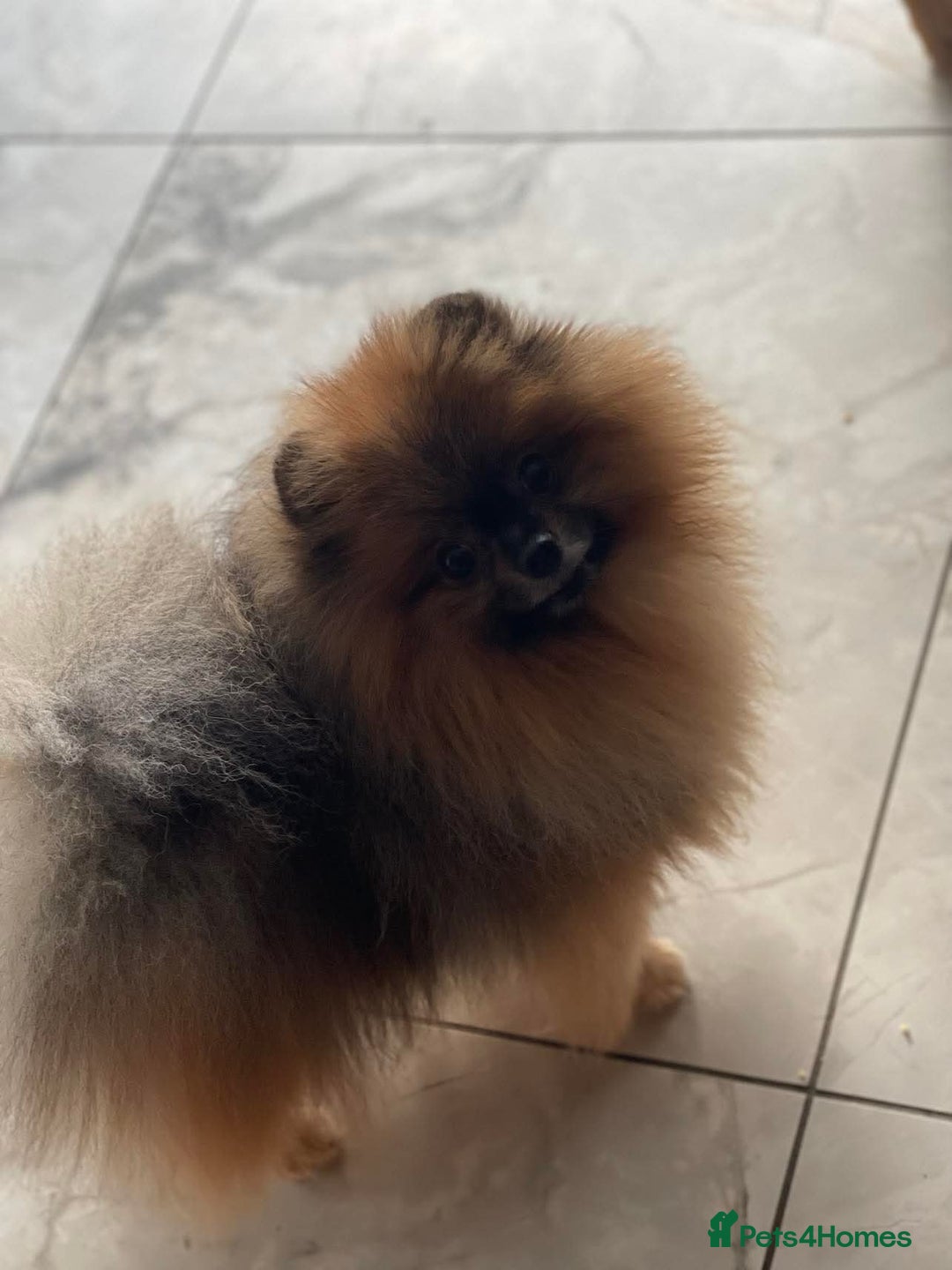 Pomeranian dogs for stud: Outstanding  kc Small Compact Orange Stud Boy in Pontefract - Advert 6