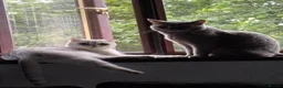 Scottish Fold cats for sale: 🐾Last 3 Scottish Fold/Straight kittens - Advert 2