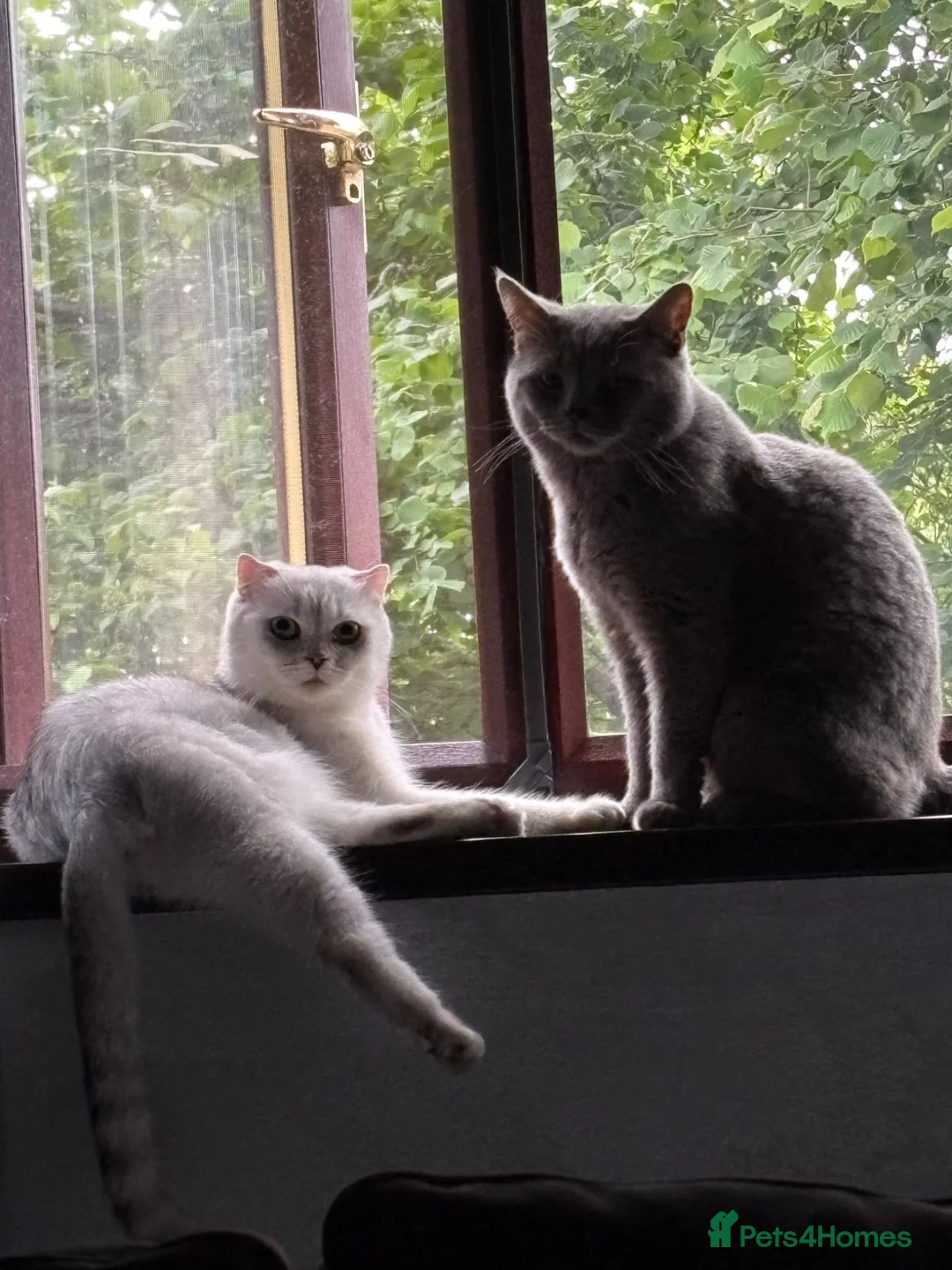 Scottish Fold cats for sale: 🐾Last 3 Scottish Fold/Straight kittens - Advert 2