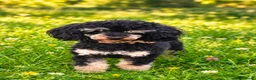 Toy Poodle dogs for stud: Phantom Toy Poodle - Advert 2