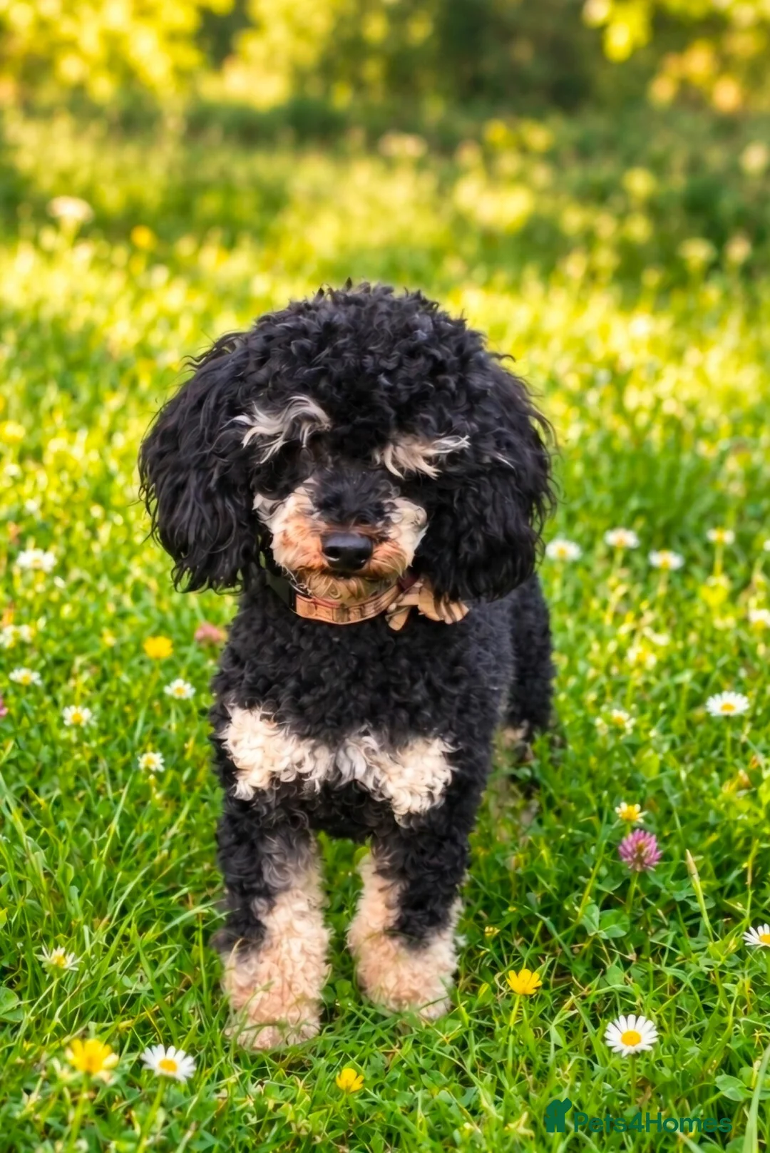 Toy Poodle dogs for stud: Phantom Toy Poodle - Advert 2