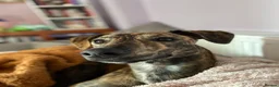 Lurcher dogs for sale: Beautiful 1 year old boy in Cradley Heath - Advert 8