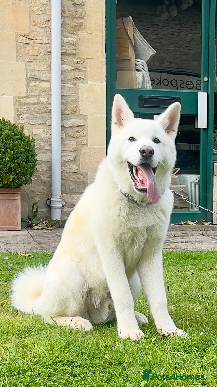 Japanese Akita Inu dogs Japanese Akita - Advert 2