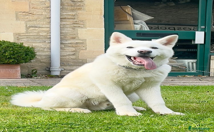 Japanese Akita Inu dogs - Advert 1