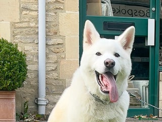 Japanese Akita Inu dogs for stud: Japanese Akita - Advert 1