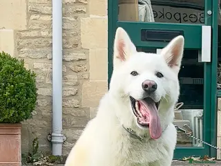 Japanese Akita Inu dogs Japanese Akita - Advert 2