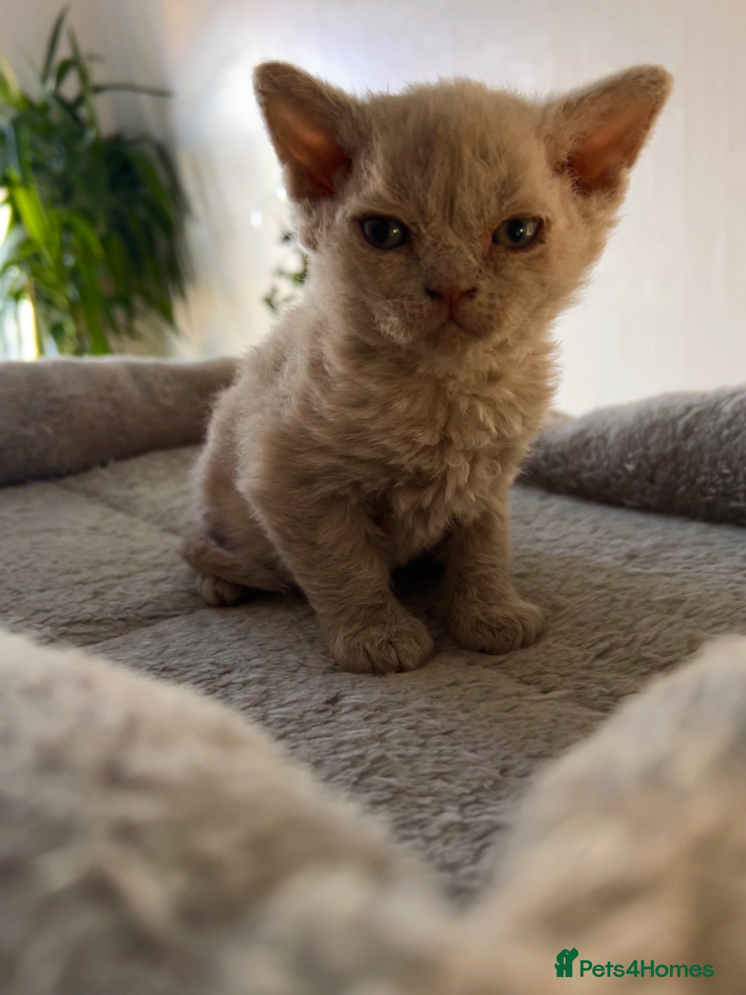 Selkirk Rex cats Selkirk rex kittens 3 boys 😺 - Advert 4