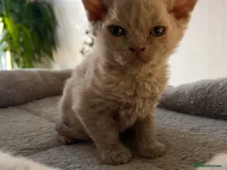 Selkirk Rex cats Selkirk rex kittens 3 boys 😺 - Advert 4