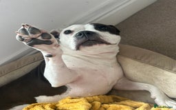 Mixed Breed dogs for sale: American bulldog  - Advert 2