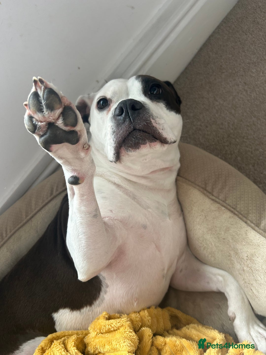 Mixed Breed dogs for sale: American bulldog  - Advert 2