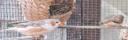 Finches birds for sale: Zebra finches - Swindon  - Advert 2