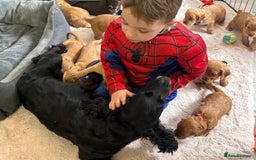 Cocker Spaniel dogs for sale: Kc reg cocker spaniels with 5 weeks insurance  - Advert 35