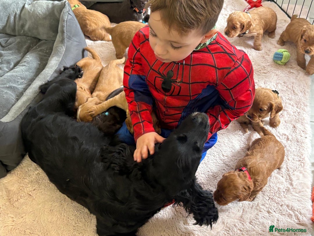 Cocker Spaniel dogs for sale: Kc reg cocker spaniels with 5 weeks insurance  - Advert 35