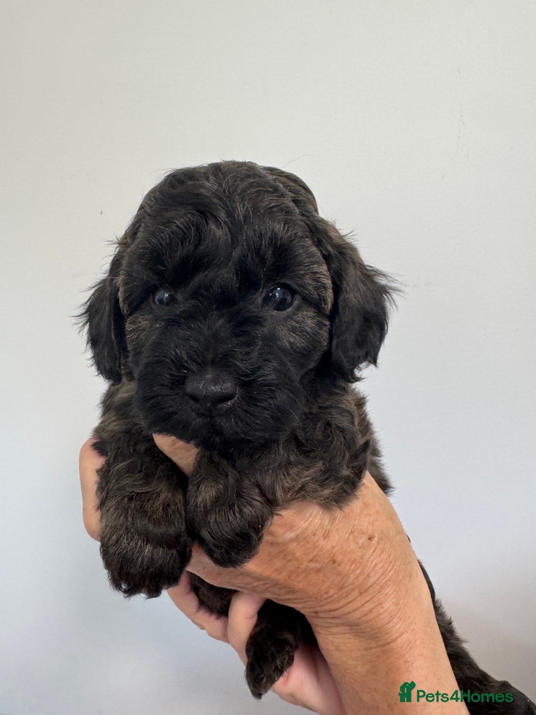 Cavapoo dogs for sale: Beautiful Toy F1b Cavapoo puppies  in Liskeard - Image 3
