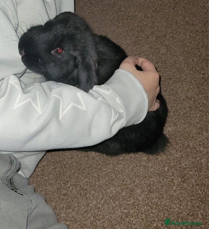 Cashmere Rabits Cashmere Lop Rabbits Breed - Information, Temperament, Size & Price ...