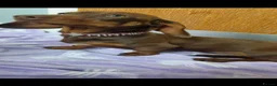 Miniature Dachshund dogs for sale: Mini dachshund girl - Advert 2