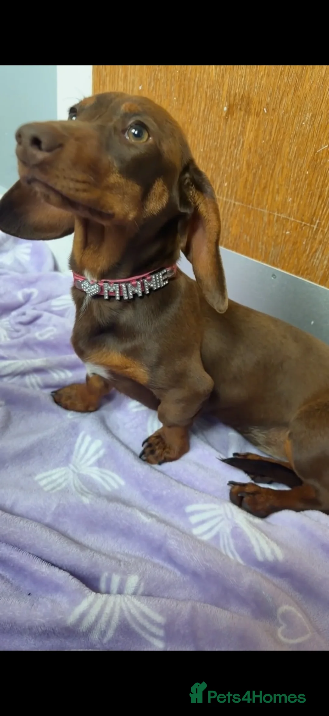 Miniature Dachshund dogs for sale: Mini dachshund girl - Advert 2