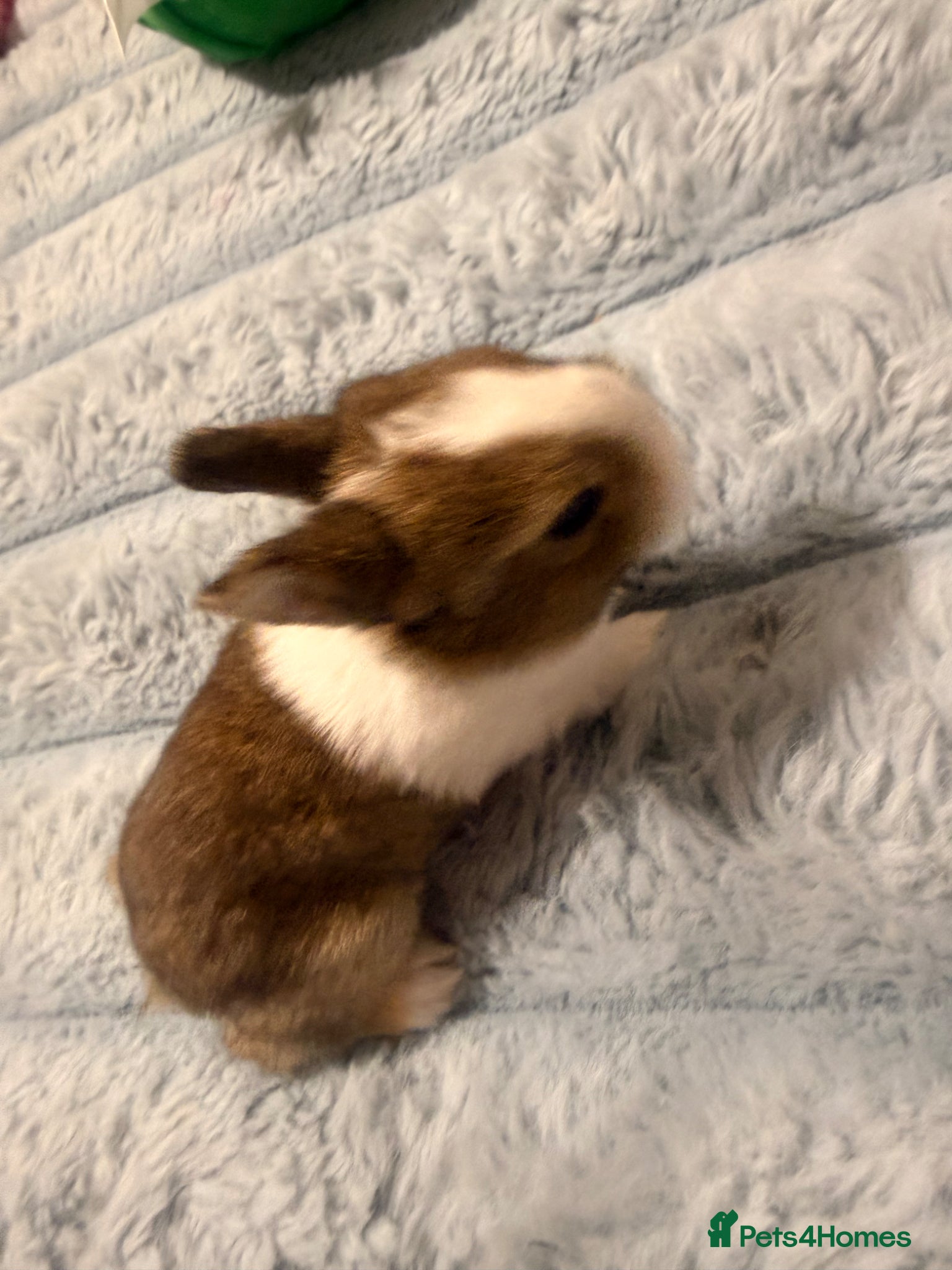 Mixed Breed rabbits for sale: Bunnies for sale - Advert 9