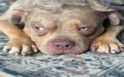 Mixed Breed dogs for sale: Merle mixed breed bulldog - Image 2