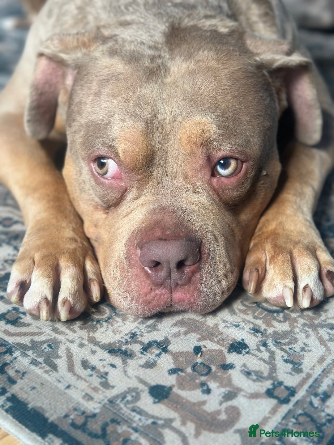 Mixed Breed dogs for sale: Merle mixed breed bulldog - Image 2