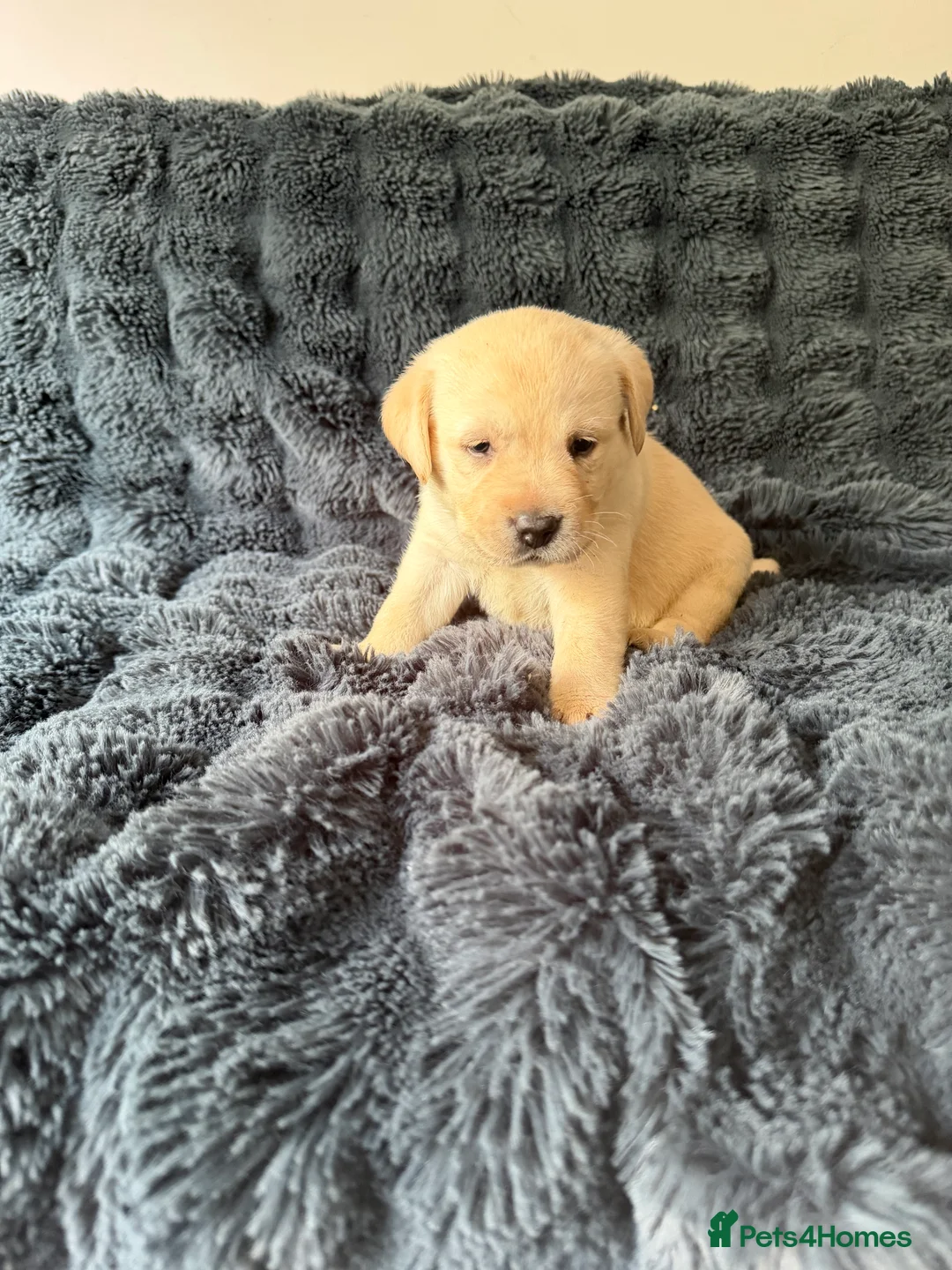 Labrador Retriever dogs for sale: 🐾 Outstanding Champion-line Labrador Puppies  🐾 - Advert 40