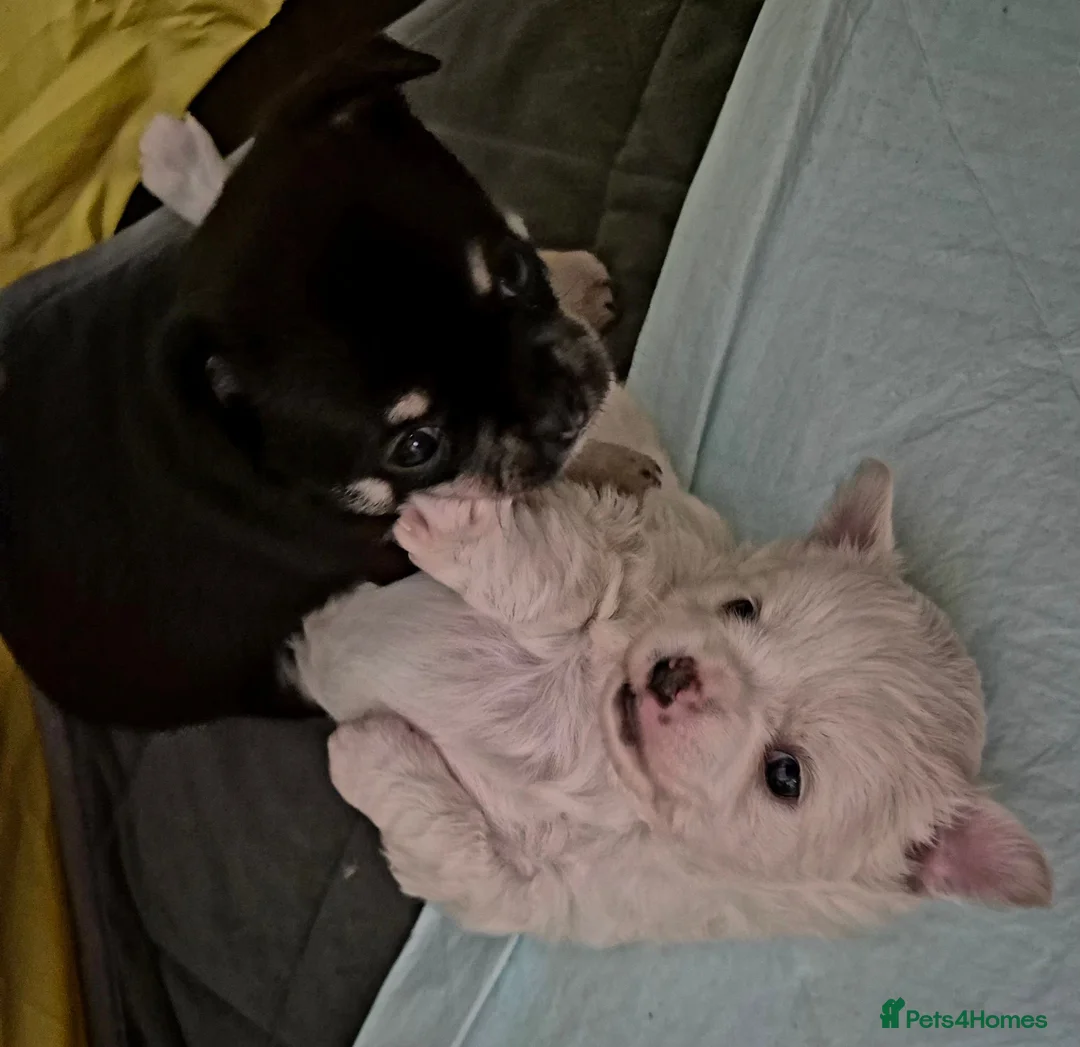 Chihuahua dogs for sale: 2 male Chihuahua searching a very lovely home in Eastbourne - Advert 2
