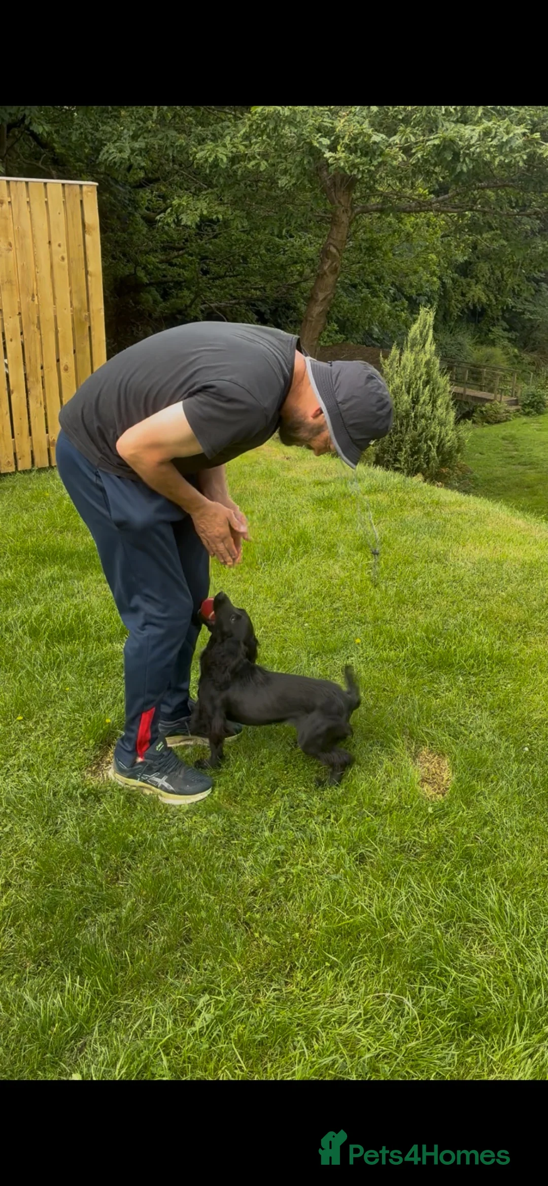 Cocker Spaniel dogs for sale: Kc registered 10 month old cocker spaniel bitch  - Advert 2