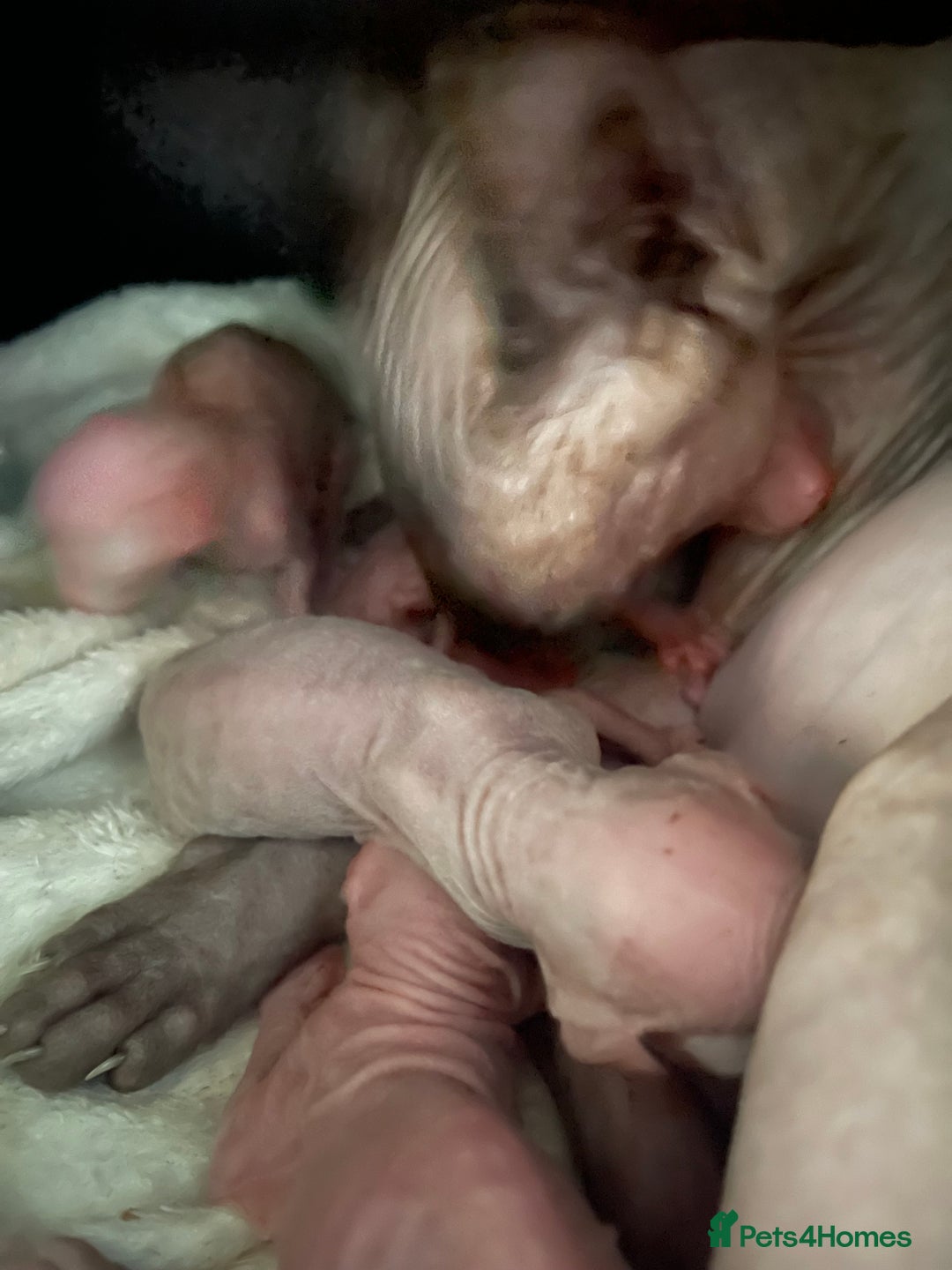 Sphynx cats for sale: Pink sphynx kittens - Image 3