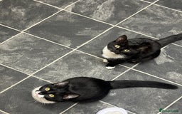 Mixed Breed cats for sale: Pixie and Trixie  - Image 2