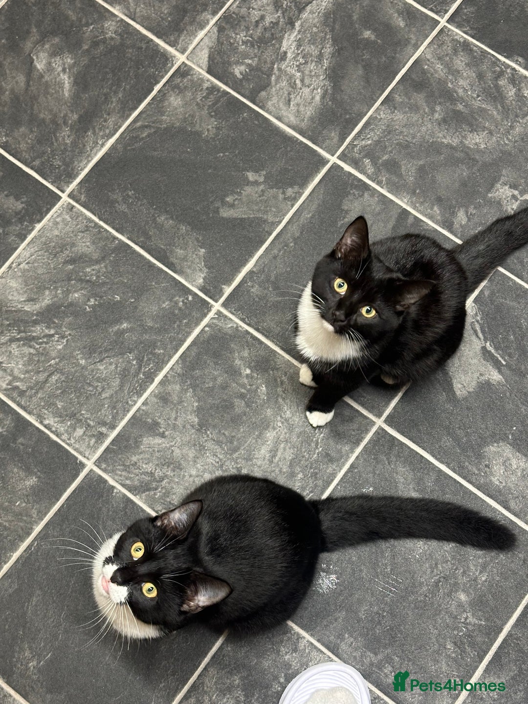 Mixed Breed cats for sale: Pixie and Trixie  - Image 2