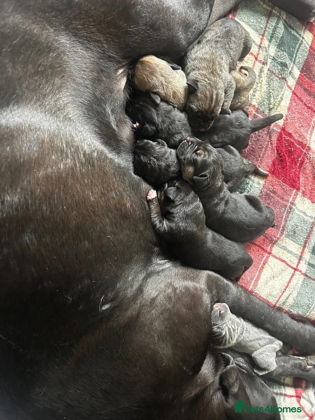 Cane Corso dogs Beautiful Cane Corso Puppies — 2 Boys, 2 Girls - Advert 1