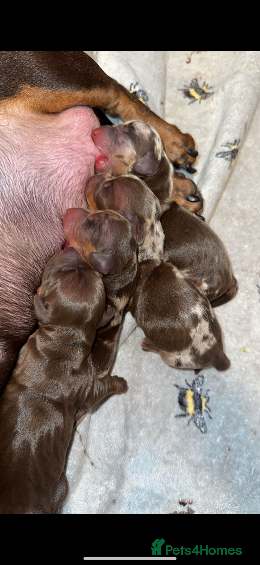 Miniature Dachshund dogs for stud: MINIATURE DAPPLE CHOC/ISABELLA DACHSHUND STUD - Advert 7