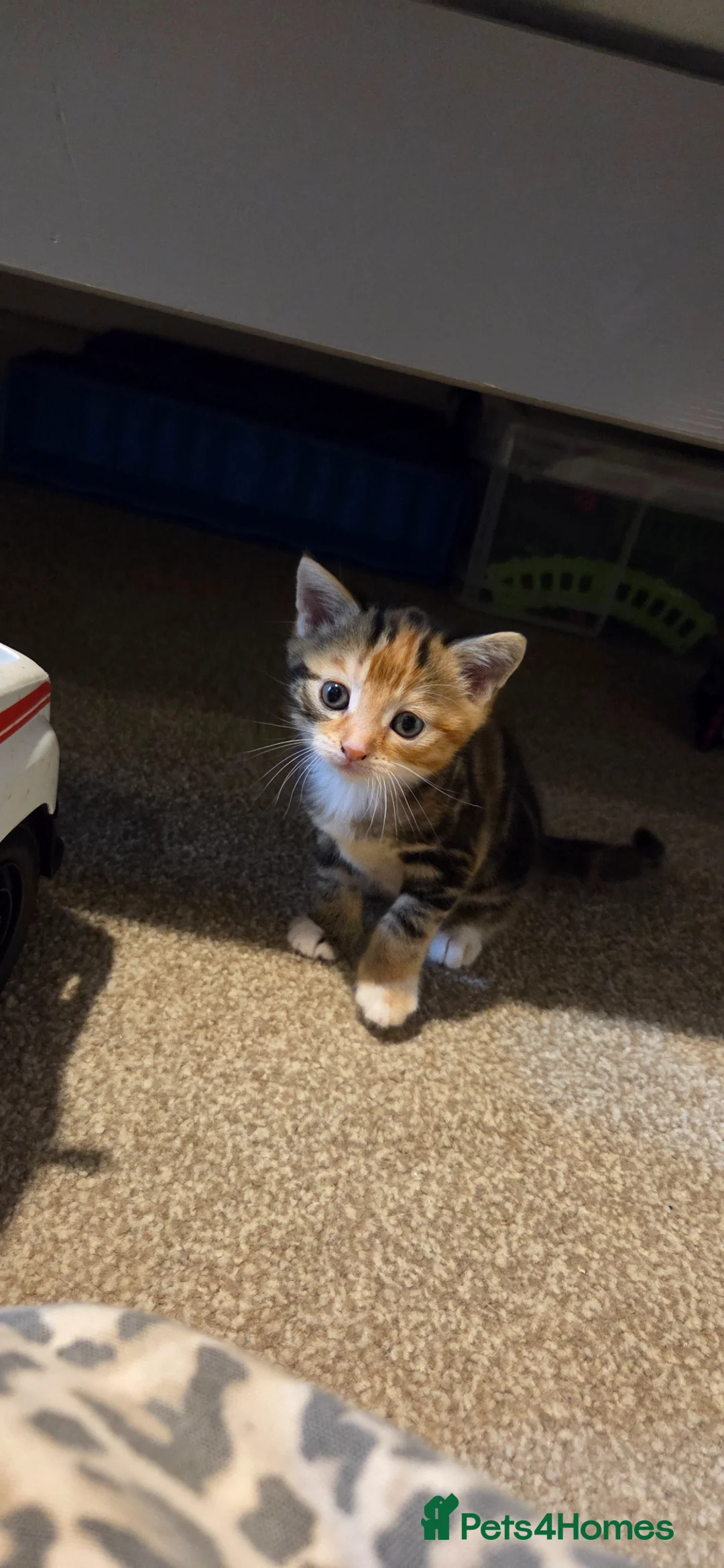 British Shorthair cats for sale: Kittie - Advert 2