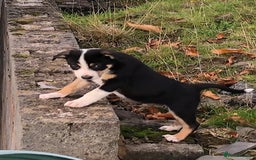 Smooth Collie dogs for sale: Male Collie Pups age 10 weeks - Advert 5