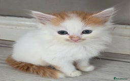 Mixed Breed cats for sale: Beautiful Calico Kittens - Image 17