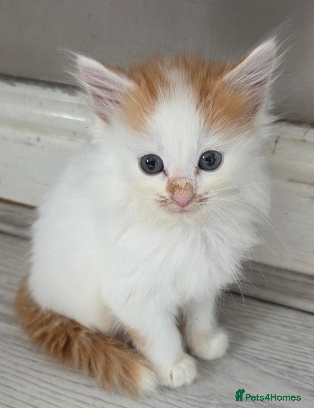Mixed Breed cats for sale: Beautiful Calico Kittens - Image 17