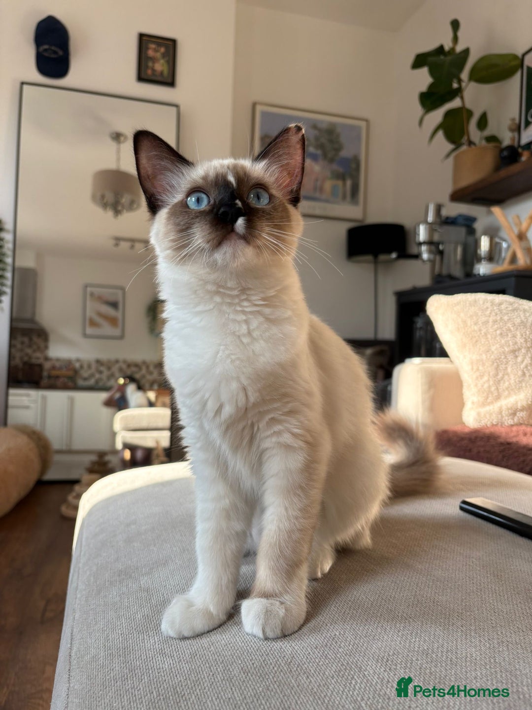 Ragdoll cats for sale: Beautiful 9-Month-Old Indoor Ragdoll - Advert 6