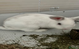 Rex rabbits for sale: Benji looking for his forever home  - Image 2