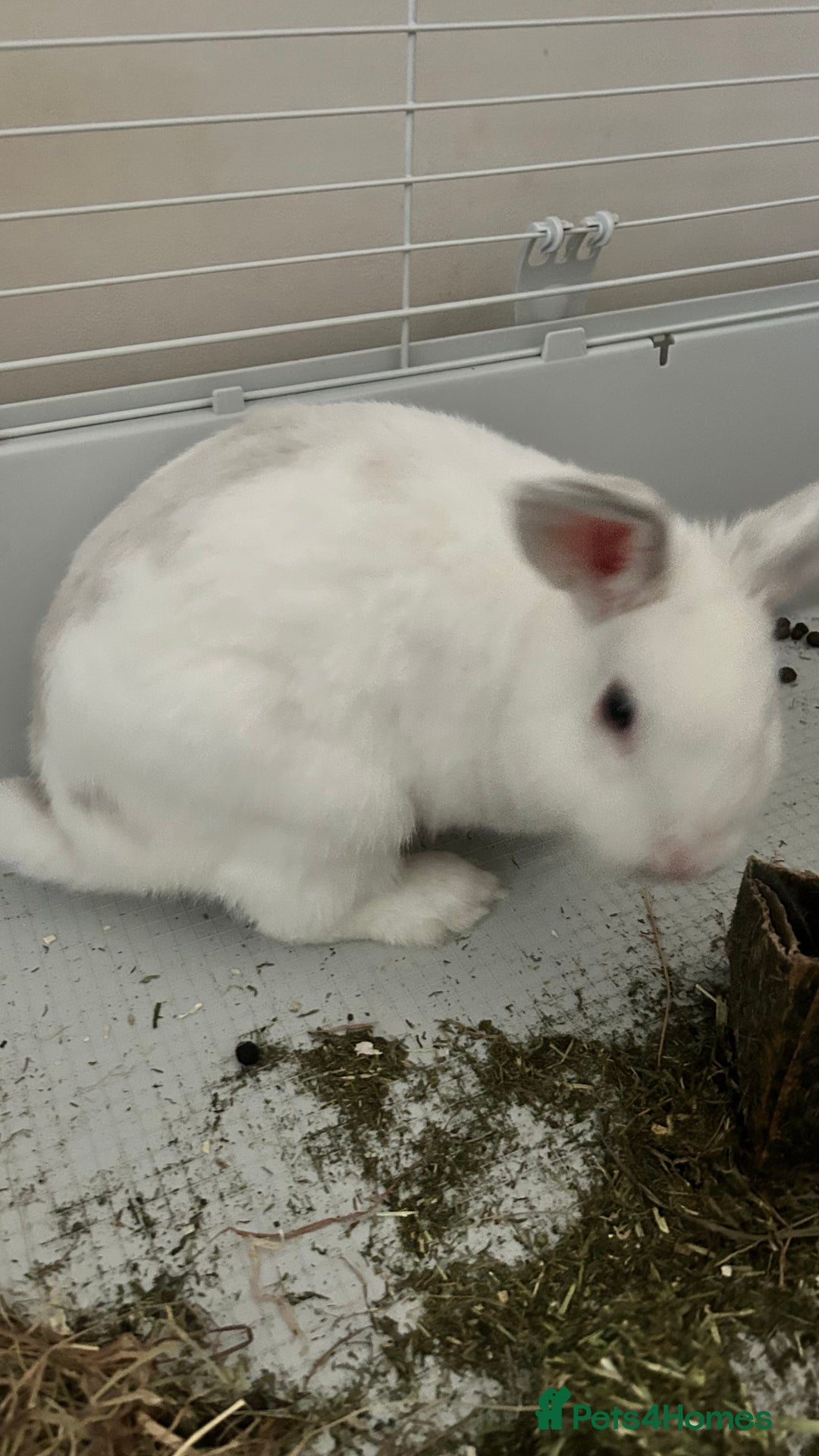 Rex rabbits for sale: Benji looking for his forever home  - Image 2