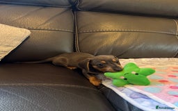 Miniature Dachshund dogs for sale: Adorable Blue and Tan puppies  - Image 6