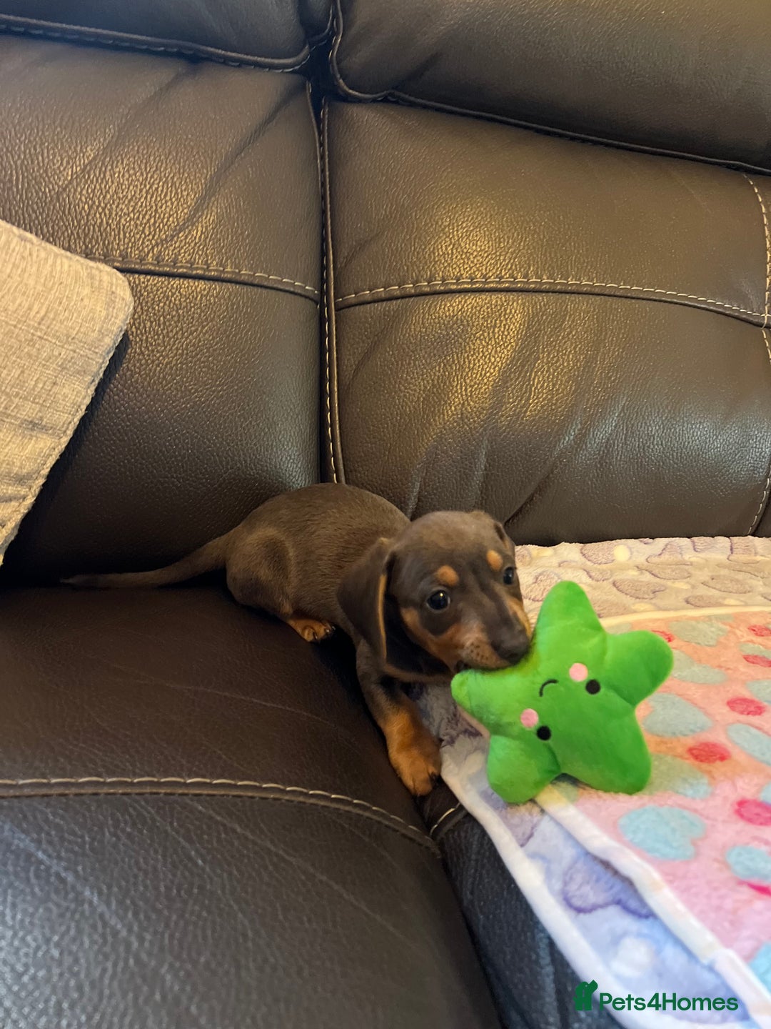 Miniature Dachshund dogs for sale: Adorable Blue and Tan puppies  - Image 6