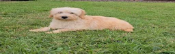 Mini Goldendoodle dogs for sale: 4 outstanding miniature goldendoodle  - Advert 2