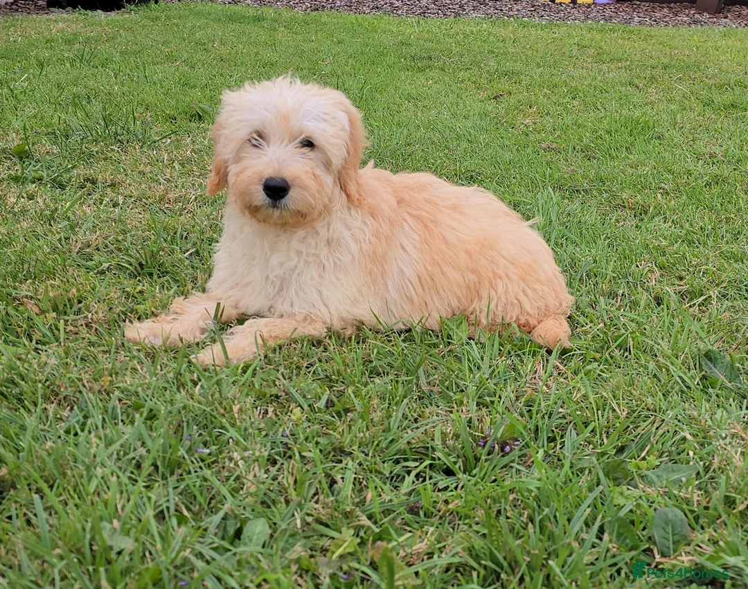 Mini Goldendoodle dogs for sale: 4 outstanding miniature goldendoodle  - Advert 2