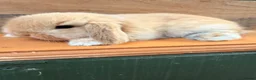 Mini Lop rabbits for sale: MINI LOP BUNNIES - PEDIGREE  - Advert 30