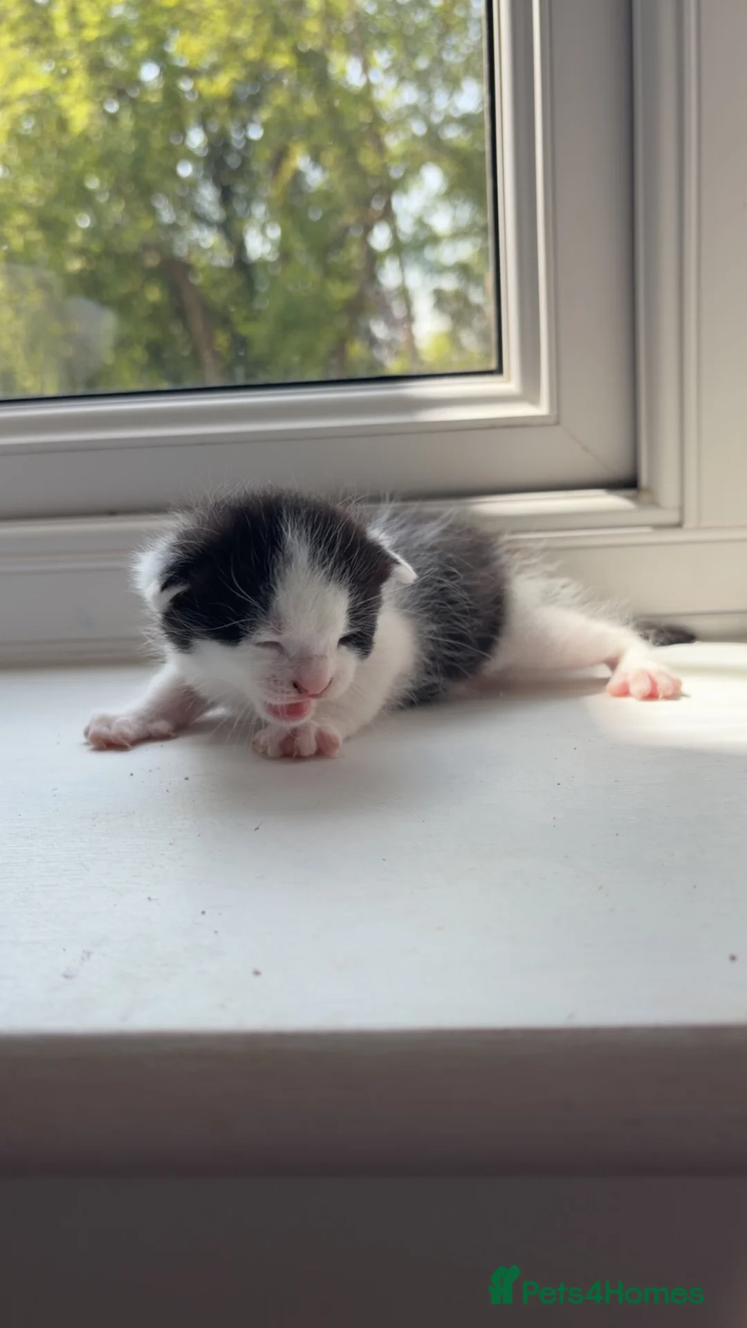 Bengal cats for sale: Mixed bengal x rare all white blue eyed .   in Bushey - Advert 2