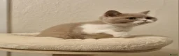 British Shorthair cats for sale: Fawn Bicolour Females - Spayed/Neutered - Advert 22